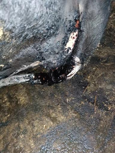 Вопросы из чатов: у коровы понос с кровью, что предпринять?