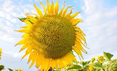 ЕС Оазис СЛП (ES OASIS CLP)