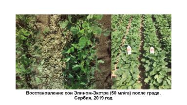 Защита растений от возвратных заморозков, засухи и других стрессов