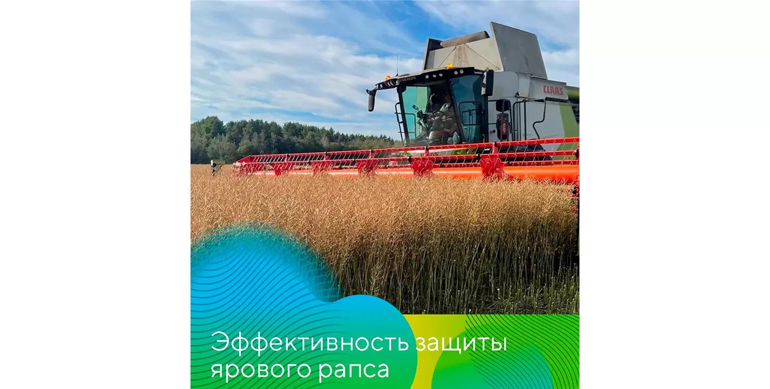 Схема защиты ярового рапса в Ленинградской области