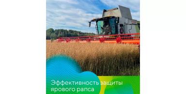 Схема защиты ярового рапса в Ленинградской области