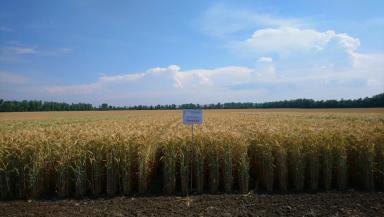 Уллубий сорт тритикале озимой