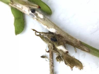 Склеротиниоз (белая гниль) сои