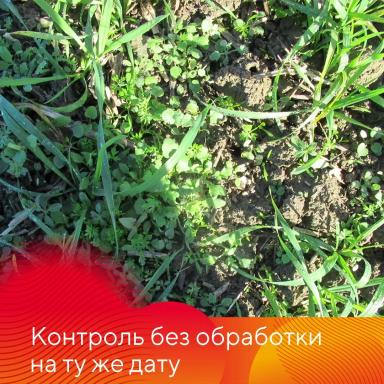 Эффективность гербицида Форкаст®