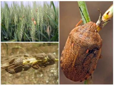 Клоп вредная черепашка