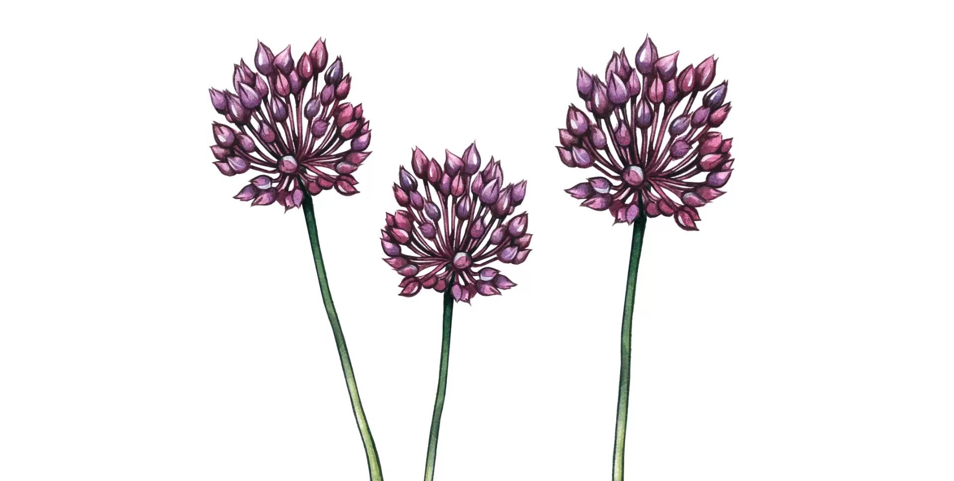 Лук круглый