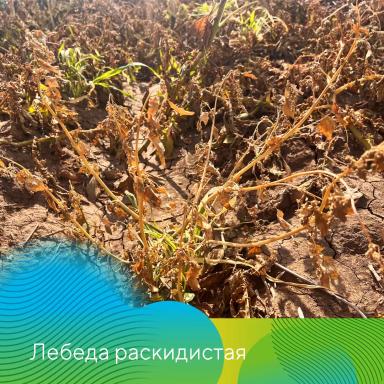 О важности десикации картофеля