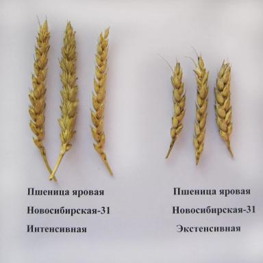 Экономическая эффективность различных технологий выращивания яровой пшеницы