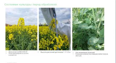 Опыт внесения фунгицида Кустодия,КС на озимый рапс дроном XAG V40