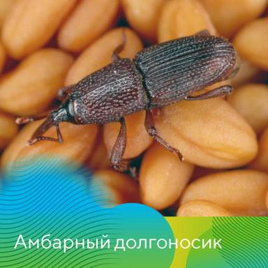 Принципы правильного хранения зерна