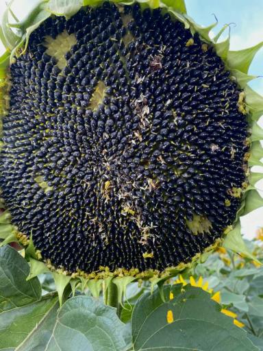 Демоопыты в АО ВЗП «Северное Алексеевское»