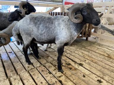 Каракульская порода овец