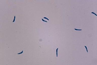 Ринхоспориоз (окаймленная пятнистость)