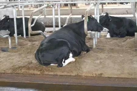 Бактерии для подстилки крс