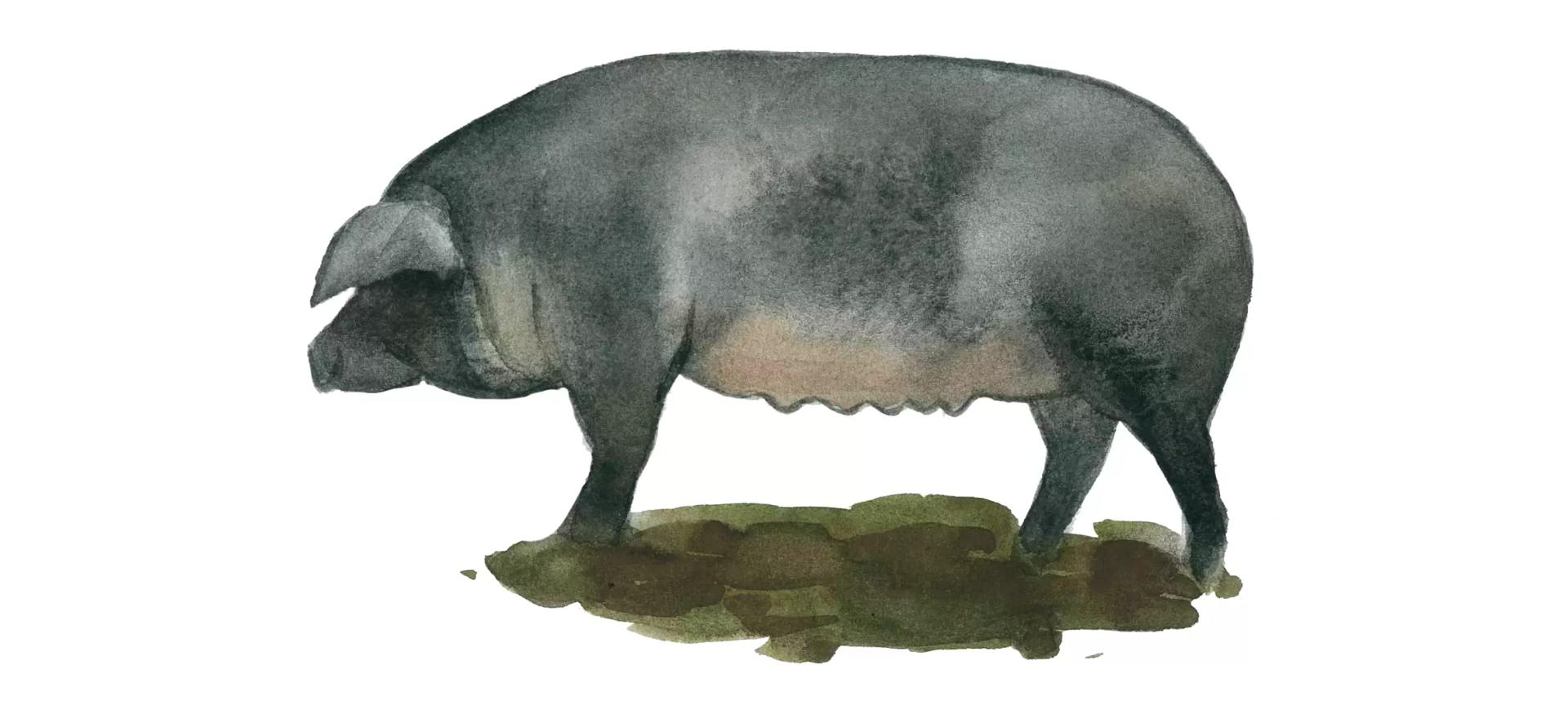 Мора романьола