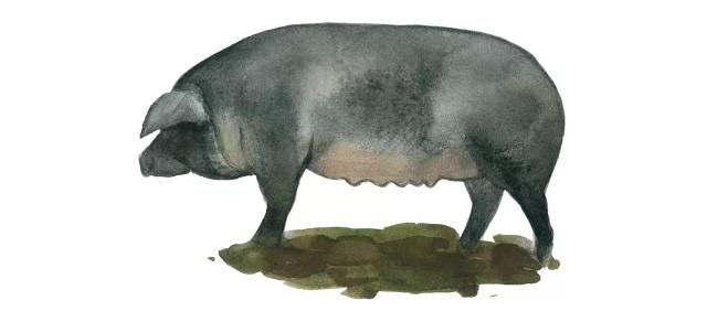 Мора романьола