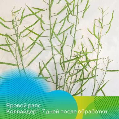 Коллайдер® против чешуекрылых вредителей