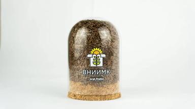 Нилин сорт льна масличного