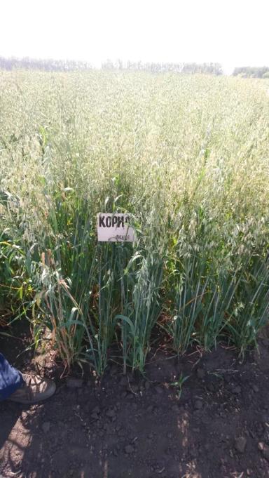 Корифей сорт овса ярового