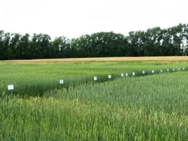 Новинки Уральской селекции яровой пшеницы