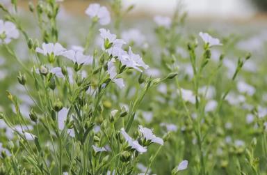 РФН сорт льна масличного