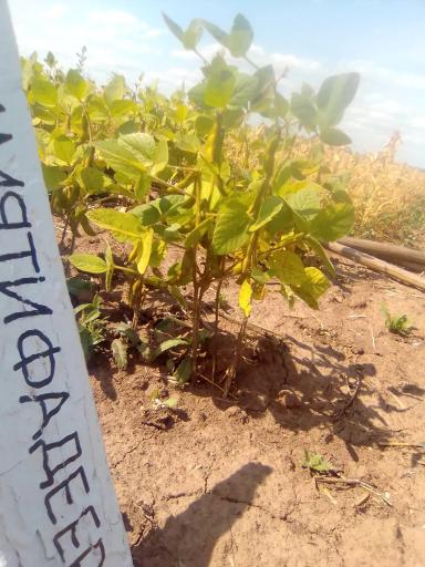 Соя в Кировской области