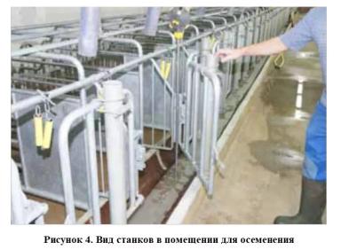 Низкие потери и высокая продуктивность в свиноводстве – сочетаемы