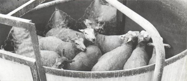 Дюдэ – Овцеводство. Гл. 18. Здоровье стада. Часть 2