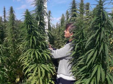 Сорта технической конопли