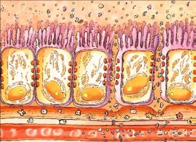 Фитобиотик нового поколения