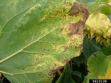 Ржавчина подсолнечника