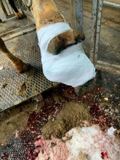 Лечение копыт: ампутировать, нельзя сдавать