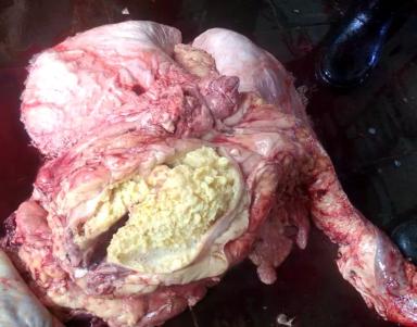 Травматический ретикулоперитонит и ретикулоперикардит у КРС