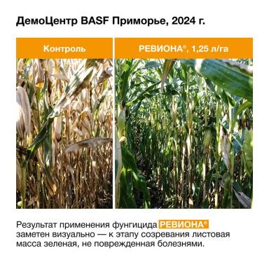 Первые результаты применения фунгицида РЕВИОНА®