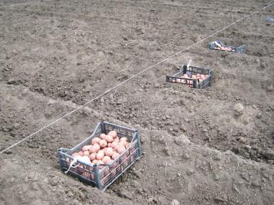 Инсектицидный протравитель против колорадского жука. Срок защитного действия.