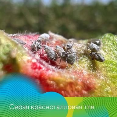 Защита садов от вредителей весной