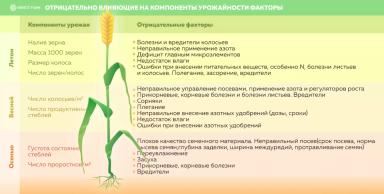 Влияние отдельных органов растений на урожайность