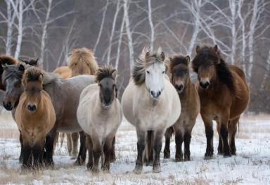 Якутская порода лошадей