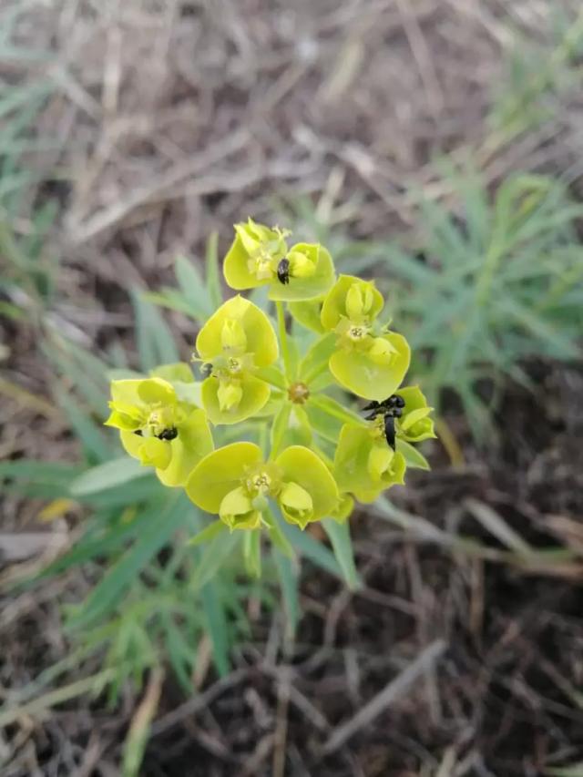 Вопросы из чатов: что за вредитель?