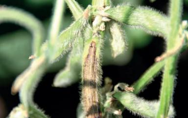 Рак стеблей сои