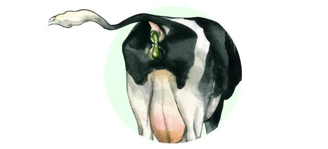 Бабезиоз КРС