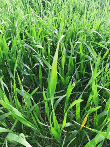 Агромониторинг