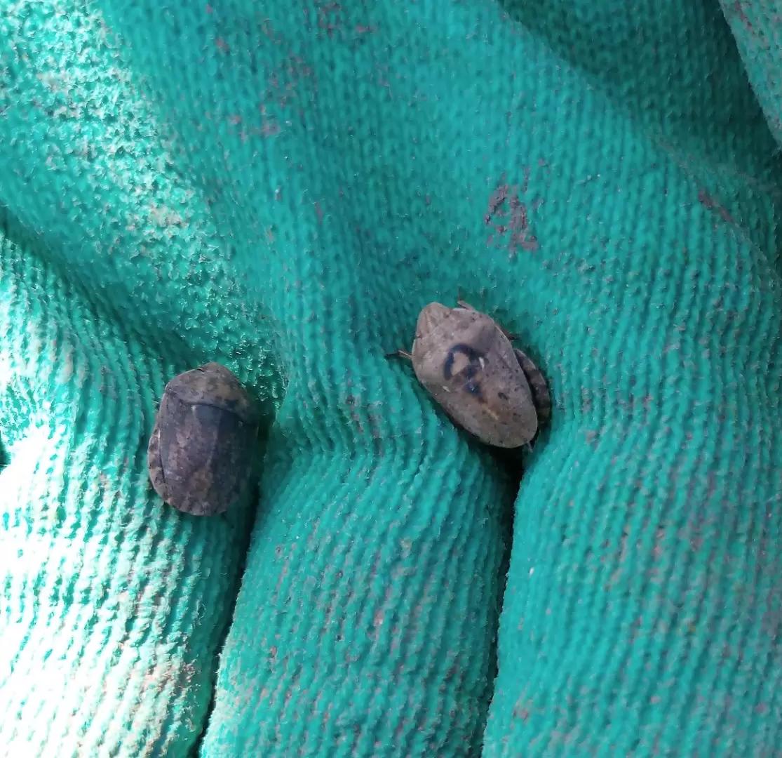 Выход из зимовки клопа вредная черепашка