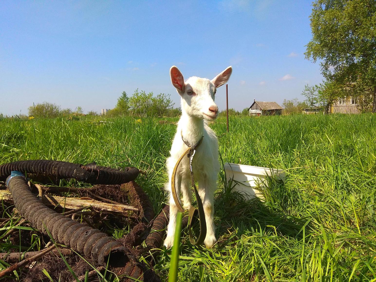 Новости с фермы