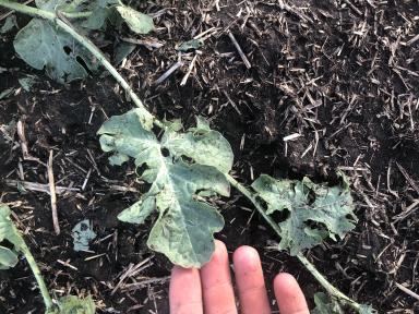 Здравствуйте коллеги. Побило градом подсолнечник и бахчевые. 