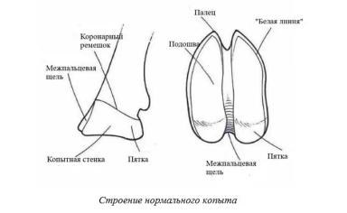 Харвуд – "Ветеринарное руководство по здоровью и благополучию коз". Гл. 13, ч. 1