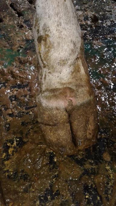 Трещины копыт у КРС