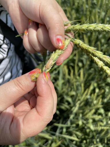 Агромониторинг