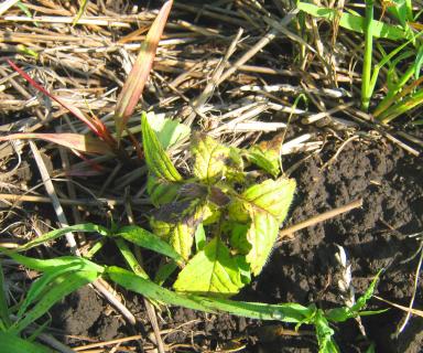 Гербицидная обработка пшеницы против устойчивых сорных растений.