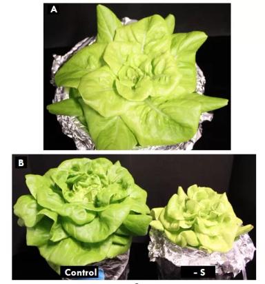 Признаки дефицита элементов питания у салата на гидропонике